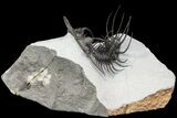 New Trilobite Species (Affinities to Quadrops) - Very Large! #86536-8